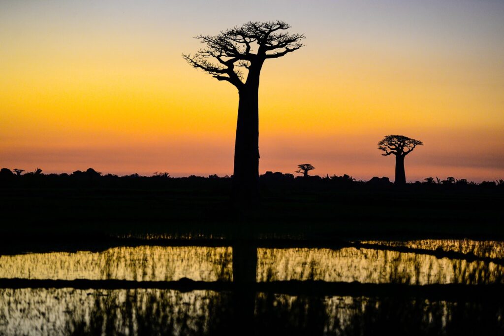 madagascar, sunset, baobab